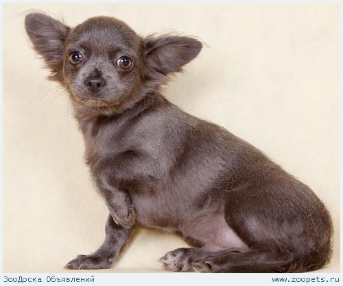 ������� ����� ��������