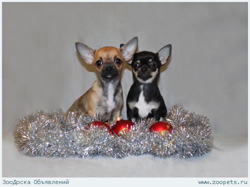 ������� ������ ��������