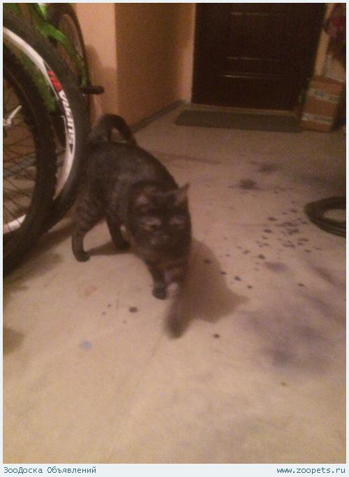 ������� �����/���