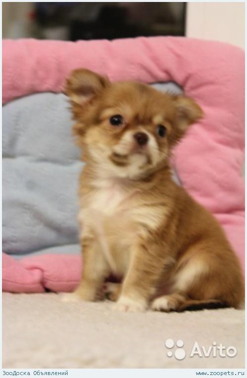 �������� ����� ����� �������