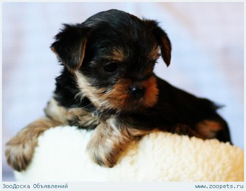 ����������� ������