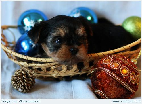 ����������� ������