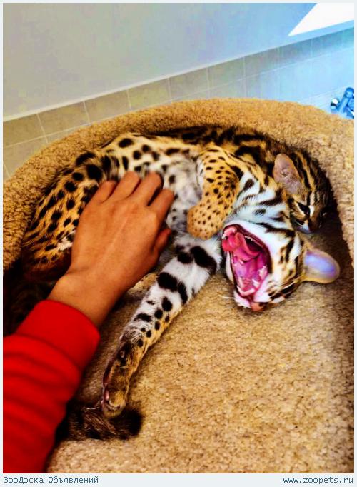    / Asian Leopard Cat_.8_987_956_06_80