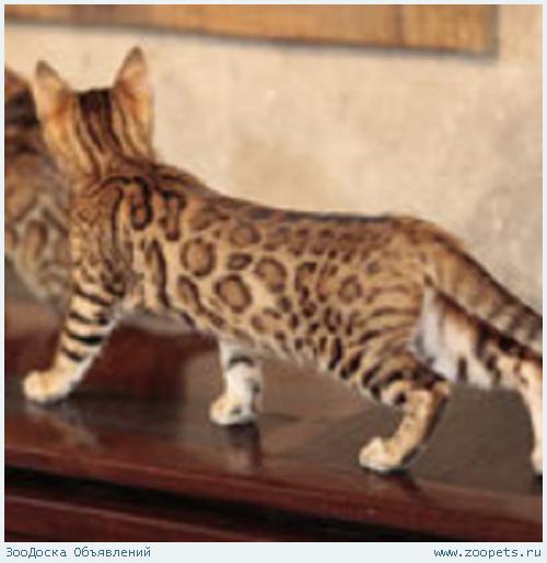 Бенгальские котята розетка на золоте