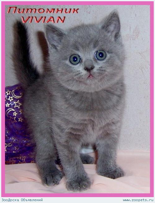 Британские клубные котята голубого окраса из питомника.