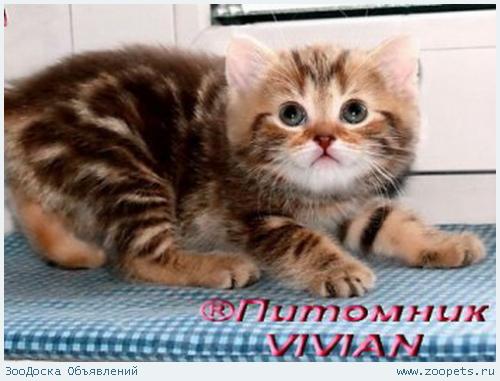 Британские котята шоколадный мрамор из питомника VIVIAN.