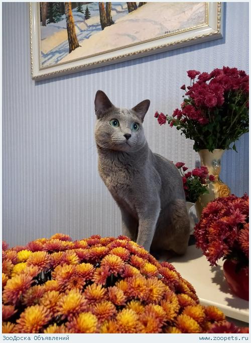 Продаю кота Русской голубой породы