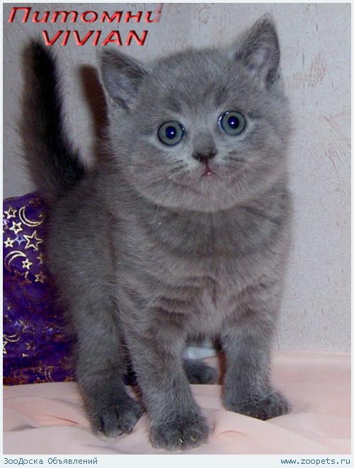 Британские голубые котята из питомника VIVIAN.