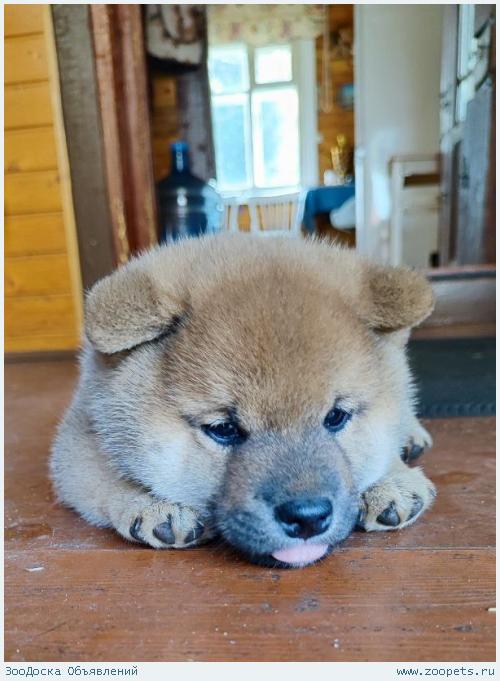 ����� ���� ��� 2 ������, �������