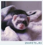 Маленькая фотография