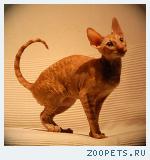 КОРНИШ-РЕКС кудрявые котята