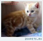 Британские мрамоные котята из питомника VIVIAN.