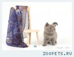 Британские котята голубые и лиловые.