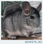 ПРОДАЮТСЯ ШИНШИЛЛЫ-3000р