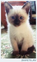 Тайские котята