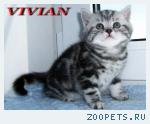 Британские мраморные котята из питомника VIVIAN.