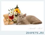 Лиловые британские котята.