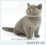 Британские котята голубые и лиловые.