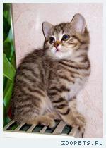 Британские котята вискас из питомника VIVIAN.