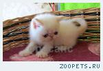Экзотический котик