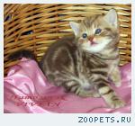 Британские мраморные котята из питомника VIVIAN.