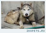 найден кобель хаски Ногинск