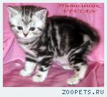Британские котята мраморного окраса из питомника VIVIAN.