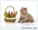 Британский лиловый котенок.