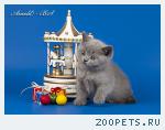 Британский котёнок