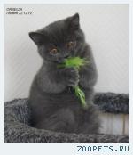 Британские котята.