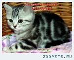 Британские мраморные котята из питомника VIVIAN.