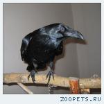Продаю ворона черного