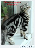 Британские мраморные котята из питомника VIVIAN.
