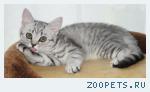 Шотландские прямоухие котята