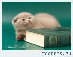 Шотландские вислоухие котята