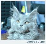 мейн-кун котята от Европейского чемпиона.