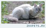 Найдена кошка