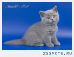 Британский котёнок