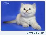 Синеглазые плюшевые шотландские котята