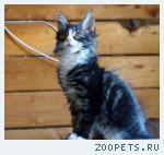 Котята мейн куны