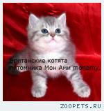 Британские котята серебристые шиншиллы с изумрудными и синими гл