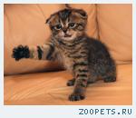 Котята породы шотландская,вислоухая