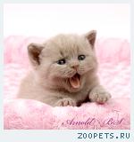 Британский лиловый котенок.