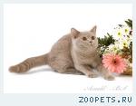Британский лиловый котенок.