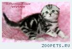 Шотландские вислоухие котята из питомника VIVIAN