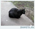 Красивый Чёрный кот ищет хозяев.