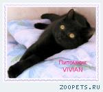 Британские черные котята из питомника VIVIAN
