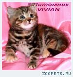 Британские котята мрамор из питомника VIVIAN