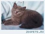 Шотландский прямоухий КОТИК