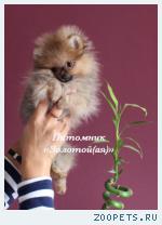 Немецкий Шпиц Миниатюрная девочка (мини)